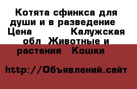 Котята сфинкса для души и в разведение › Цена ­ 9 000 - Калужская обл. Животные и растения » Кошки   